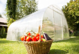 Greenhouse vegetables harvest