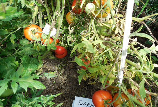 Tomatblad lämnar gula