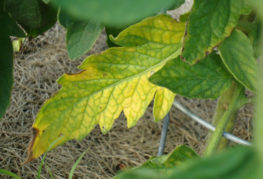 Yellow tomato leaf