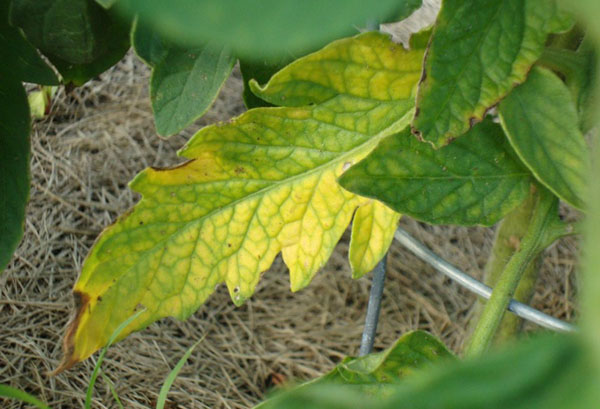 Hoja de tomate amarillo