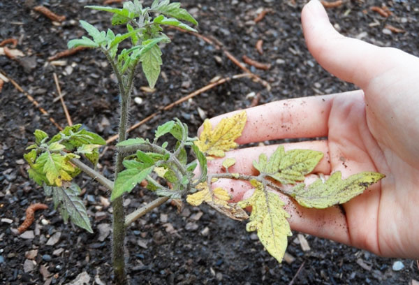 La hoja del tomate se puso amarilla.