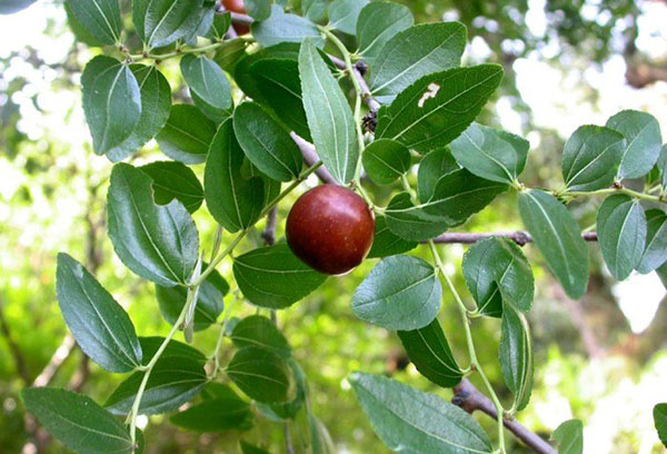 Fruit op een tak van ziziphus