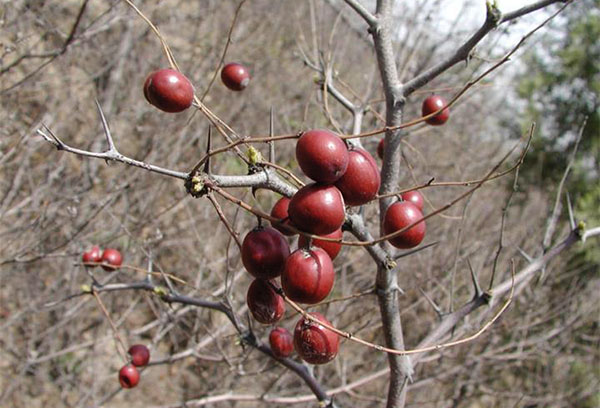 Ziziphus en otoño