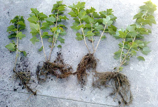 Black currant seedlings