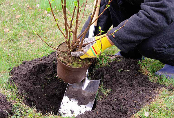 Planting a black currant bush