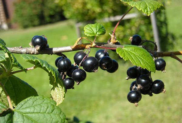 Black currant berries on a branch
