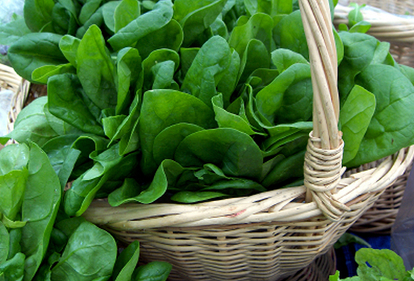 Basket with spinach leaves