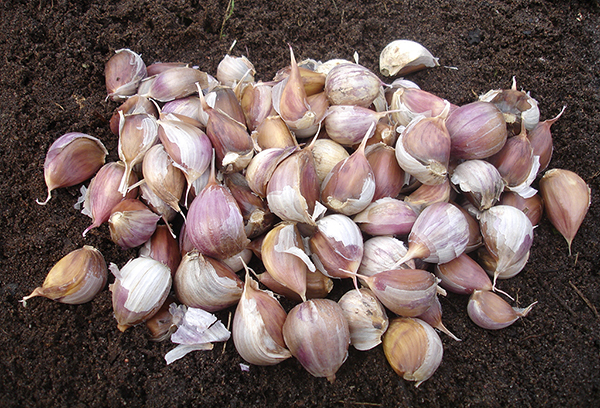 Winter garlic for planting