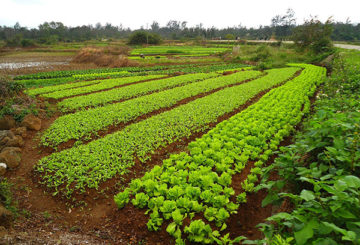 Ensalada y tubérculos en el jardín.