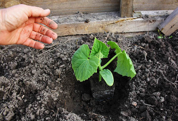 Komkommerzaailingen planten