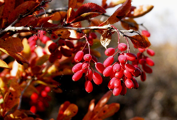 Agracejo en otoño