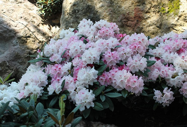 Rododendro