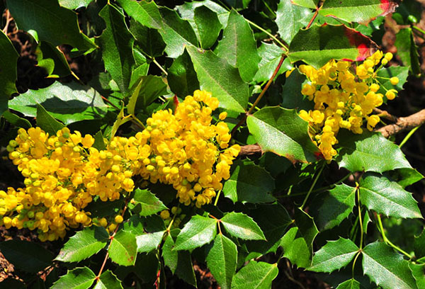 Bloeiende Mahonia