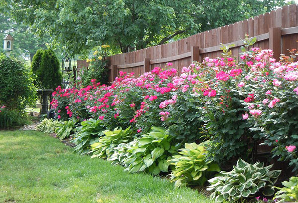 Blommor längs staketet