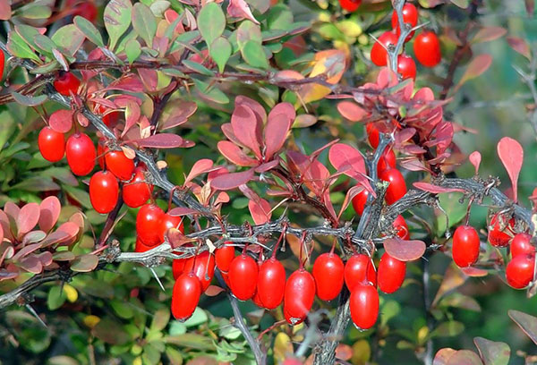 Barberry Thunberg