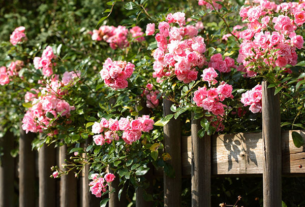 Parque rosas