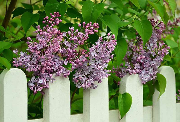 Lilas junto a la valla