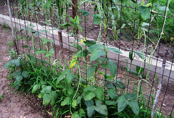 Growing asparagus beans