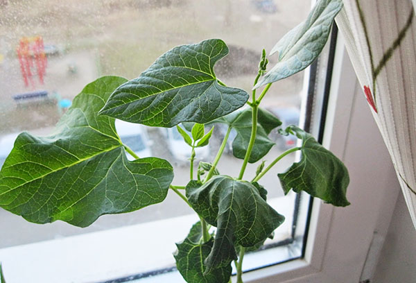 Growing beans on a windowsill