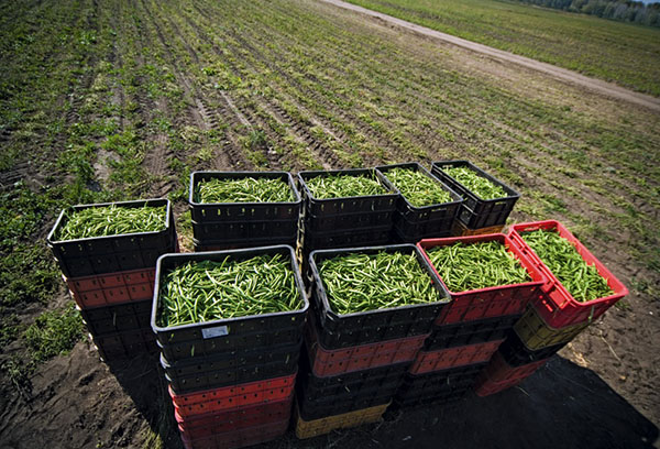 Harvesting asparagus beans