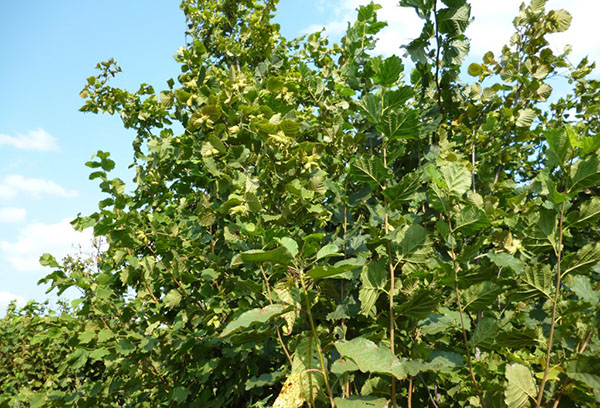 Hazelnut bush