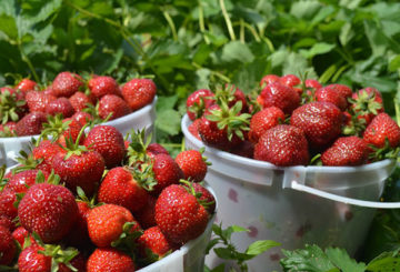 Plockning jordgubbar