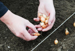 Planting onion sets