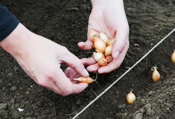 Plantuien planten