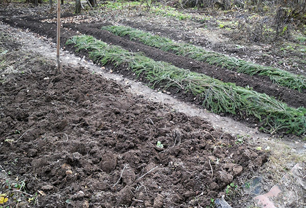 Preparing a site for planting onions
