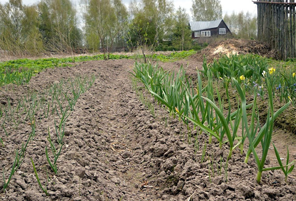 Onion beds