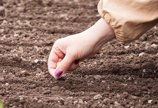 Plantering morötter