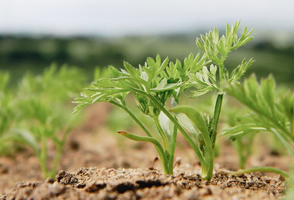 Zanahorias antes de aclarar