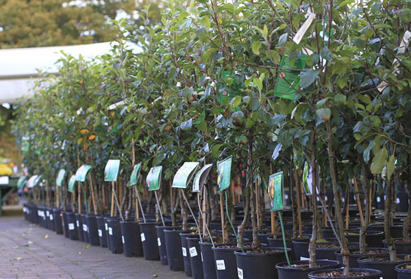Sale of seedlings of fruit trees