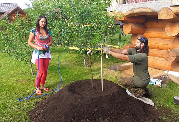 Planting an apple tree on a hill