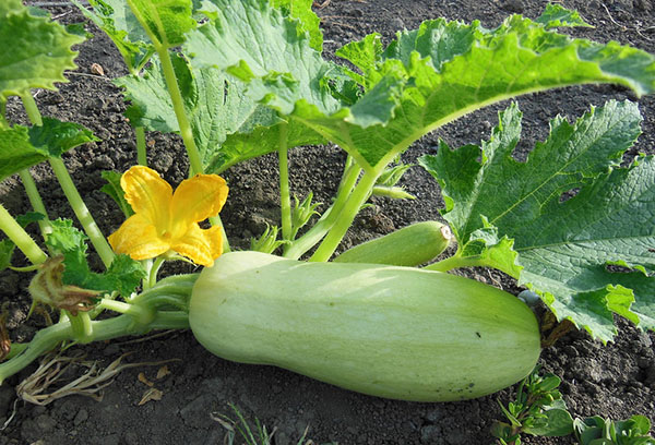 Zucchini i trädgården
