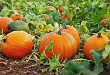 Cosecha de calabaza