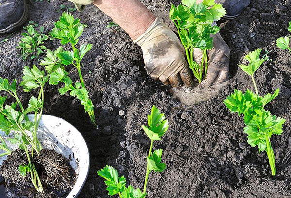 Selderij in de tuin planten