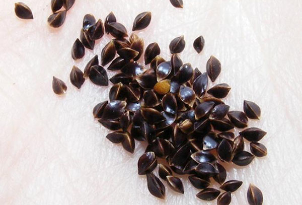 Sorrel seeds