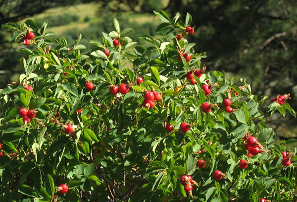 Rosehip bush with berries