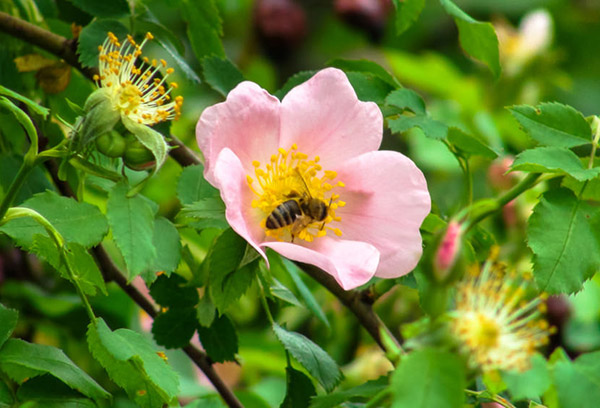 Bee on a rosehip flower