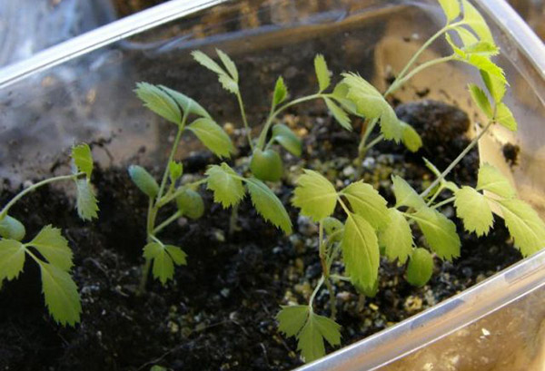 Rosehip seedlings