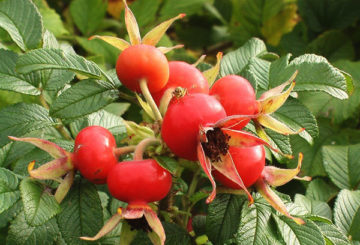 Rosehip berries