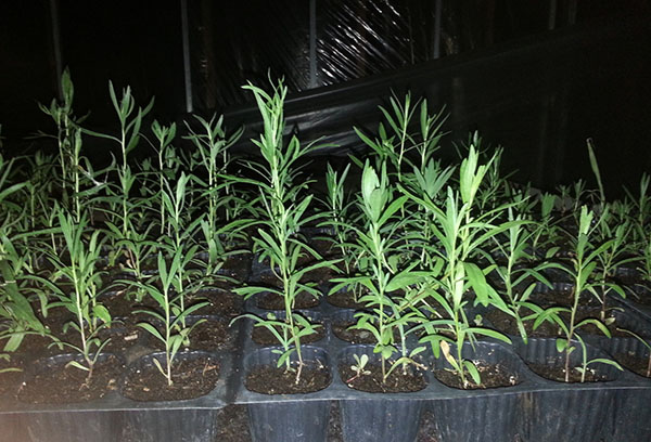 Seedlings of tarragon