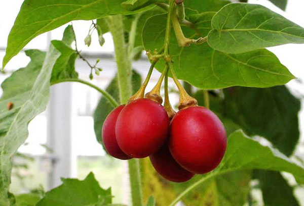 Frukt för tomatträd