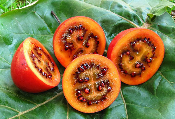 Cutaway tomatträdfrukt