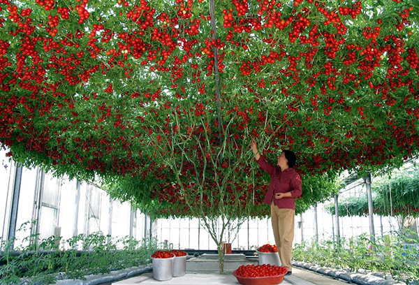 Tomato tree in greenhouse