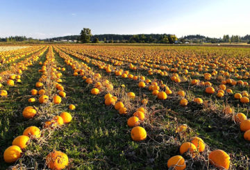 Plantación de calabaza