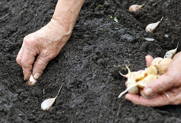 Knoflook planten