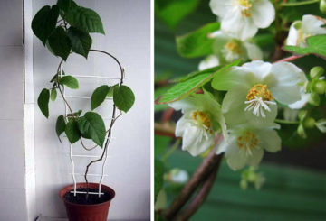 Actinidia china en casa