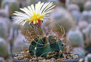 Astrophytum floreciente